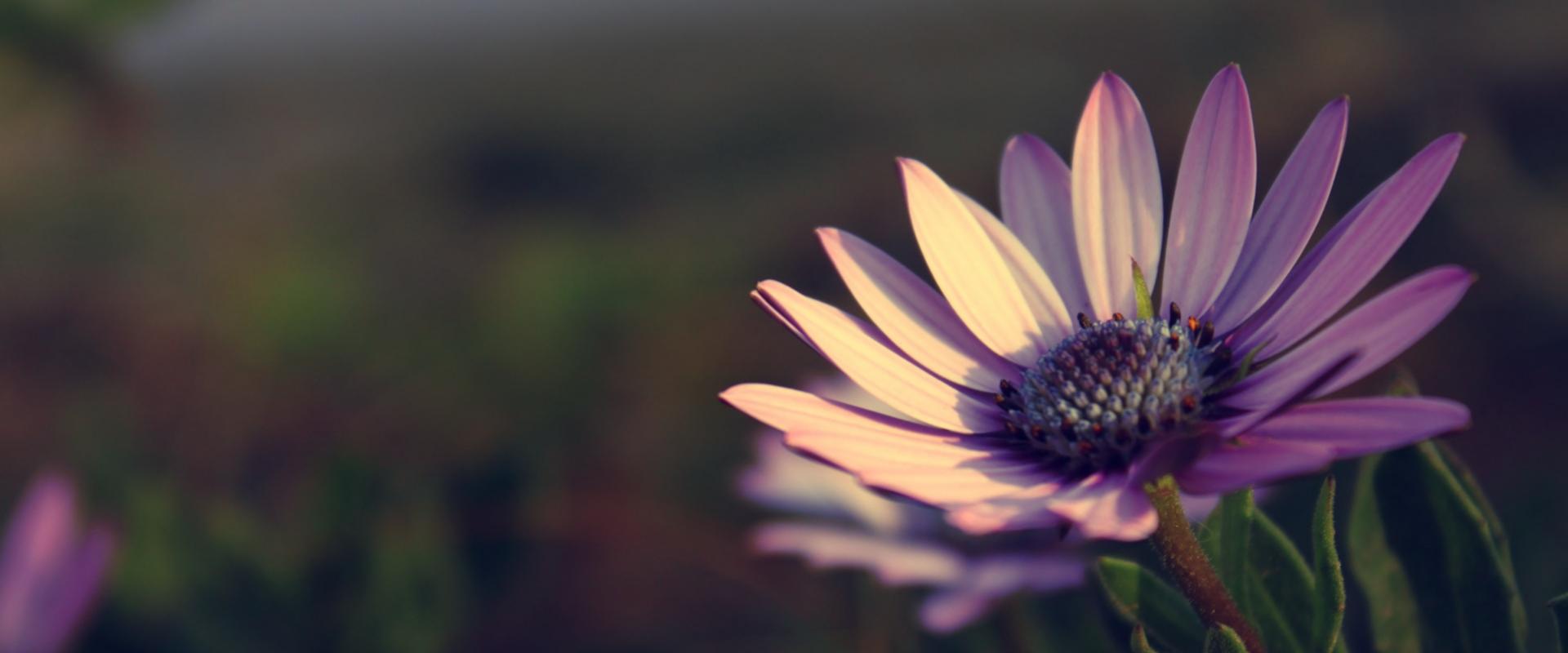 Paarse margriet